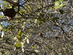 Amphibolips quercuspomiformis