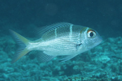 Monotaxis heterodon