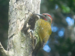 Colaptes rubiginosus