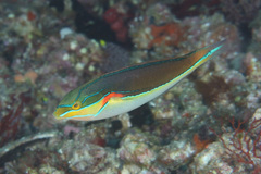 Stethojulis bandanensis
