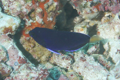 Centropyge fisheri