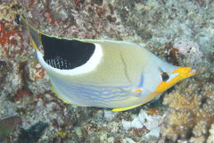Chaetodon ephippium