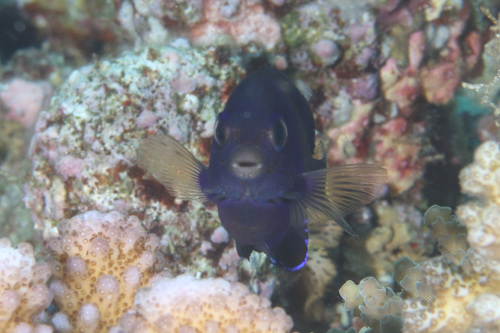 Fishers dwergkeizersvis (Centropyge fisheri) — Pomacanthidae — 5