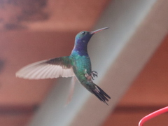 Chrysuronia coeruleogularis