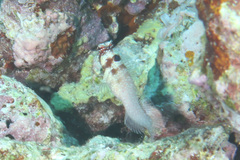 Crossosalarias macrospilus