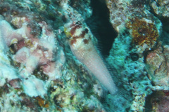 Crossosalarias macrospilus