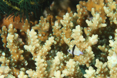 Dascyllus reticulatus