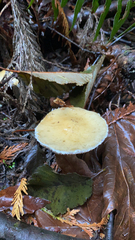 Stropharia ambigua