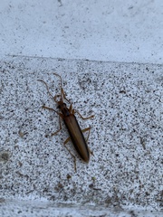 Thelyphassa lineata