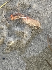 Alpheidae