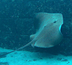 Himantura undulata