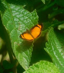 Tegosa anieta
