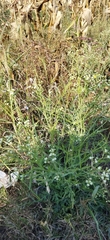 Parthenium bipinnatifidum