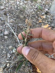 Penstemon albidus