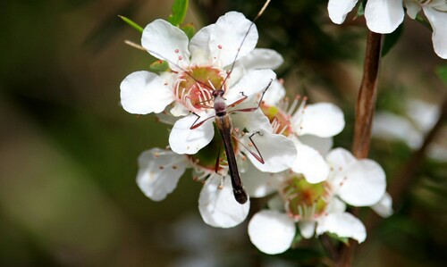 A wasp like beetle walking over white flowers