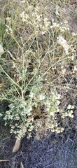 Parthenium bipinnatifidum