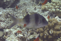 Parupeneus crassilabris