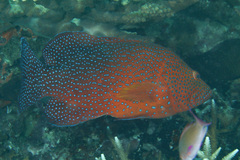 Cephalopholis miniata