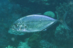 Craterognathus plagiotaenia