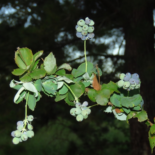 Berberis congestiflora