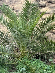 Phoenix dactylifera