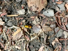 Chauliognathus imperialis