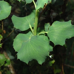 Berberis actinacantha