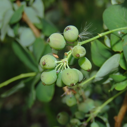 Berberis congestiflora, photograph 2