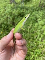 Anolis carolinensis