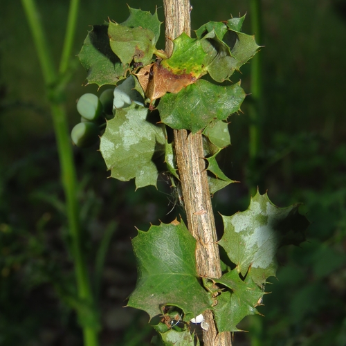 Berberis congestiflora, photograph 3
