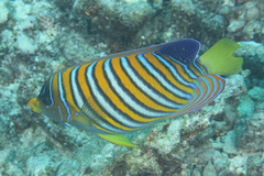Pygoplites diacanthus