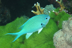 Chromis atripectoralis
