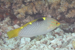 Halichoeres hortulanus