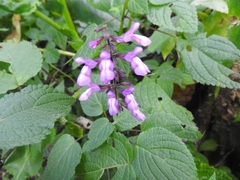 Salvia carnea