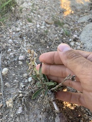 Penstemon albidus