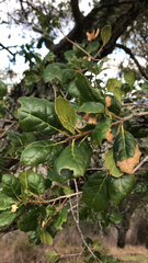 Quercus agrifolia