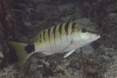 Lutjanus semicinctus