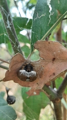 Mastophora