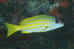 Lutjanus kasmira