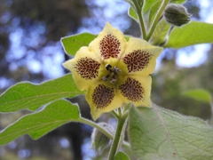 Physalis coztomatl