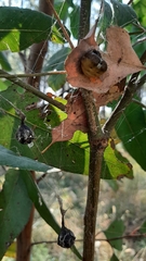 Mastophora