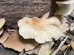 Crepidotus nephrodes