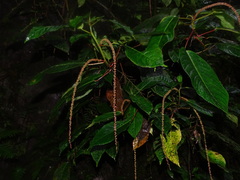 Acalypha platyphylla