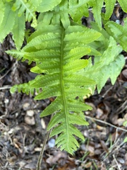 Polypodium californicum