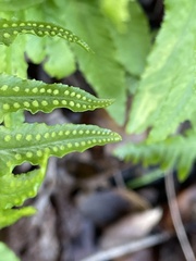 Polypodium californicum