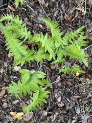 Polypodium californicum