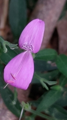 Justiciinae