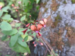 Lopezia racemosa