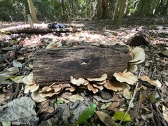 Crepidotus nephrodes