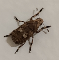 Euparius marmoreus